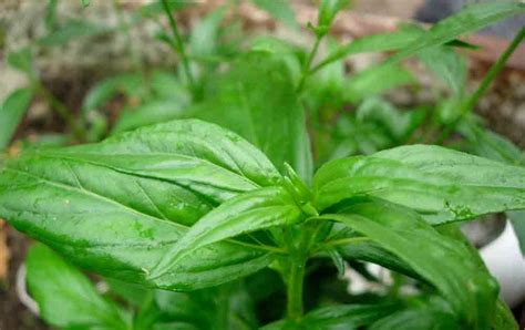 Sambiloto raja pahit hempedu bumi buy sambiloto product on. Medicinal Plants: Andrographis paniculata - Bhunimba ...