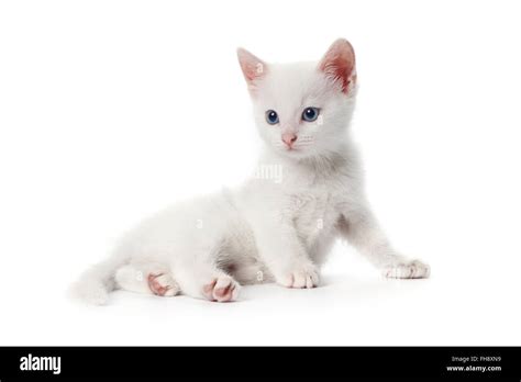 Kitten White Background Stock Photo