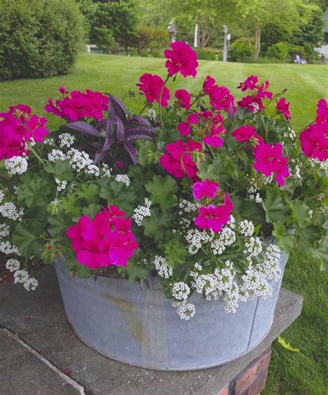 181 Best Images About Mixed Flowers For Pots By Pool On Pinterest