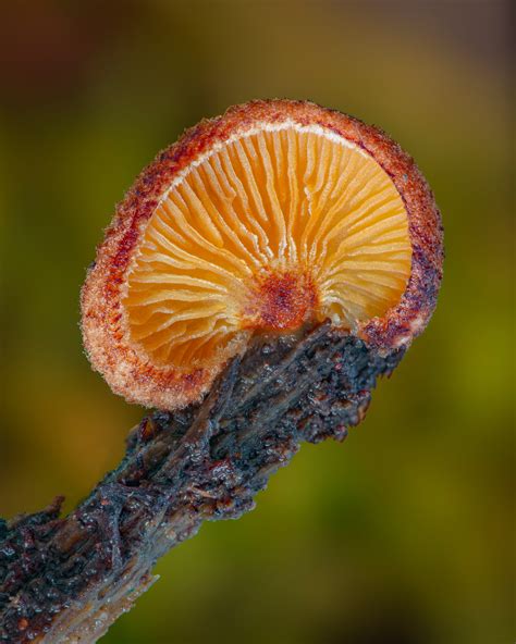 Amazing Macro Photos Of Fungi By Alison Pollack Daily Design