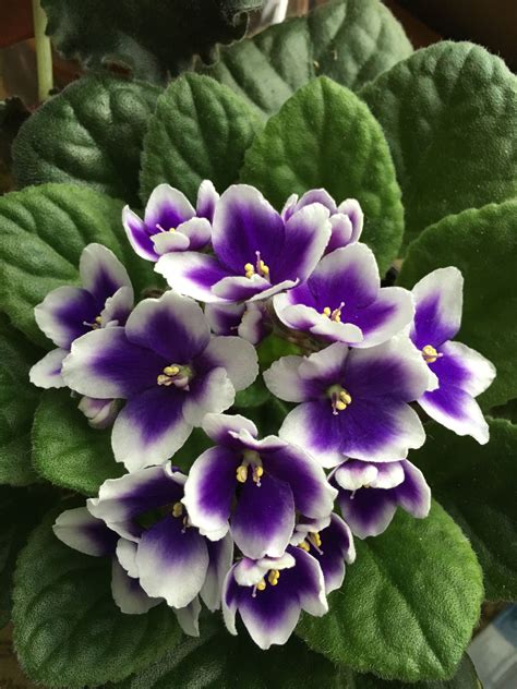 Pin By Donna Sellers On African Violets African Violets Saintpaulia