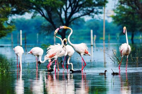 Top 10 Bird Sanctuaries In India For Bird Lovers