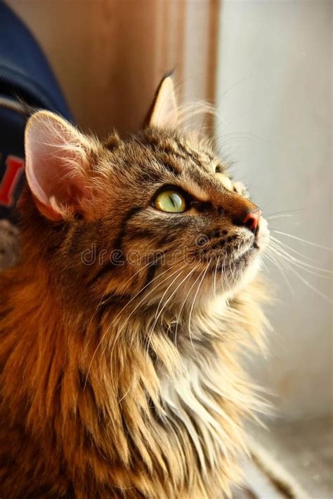 Fluffy Norwegian Forest Cat With Long Whiskers Green Eyes And Pink Nose