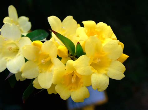 Yellow Jessamine Matbio Vines Matanzas Biodiversity ·