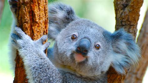 Koalas Listed As Endangered In The Act Nsw And Qld