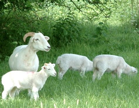 Wiltshire Horn Sheep Characteristics Origin And Uses