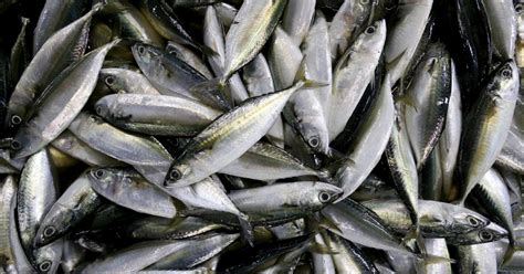 Biasanya ikan ini dijadikan ikan masin dan menjadi makanan kegemaran. 7 Jenis Ikan untuk Tingkatkan Kecerdasan | Konsumsi Tiap ...