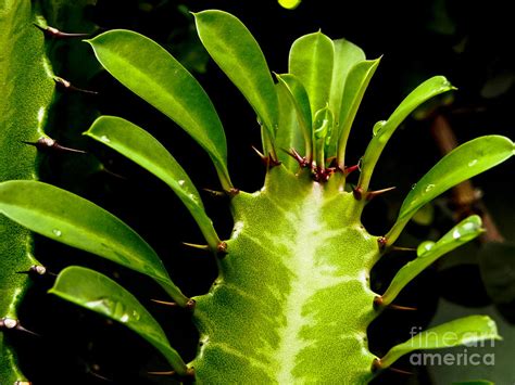 Cactus Leaves Photograph By Jesus Nicolas Castanon