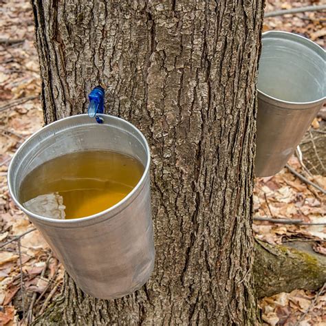 10 Surprising Facts About Maple Syrup Taste Of Home