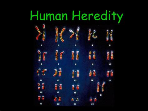 Ppt Human Heredity Powerpoint Presentation Free Download Id5175874
