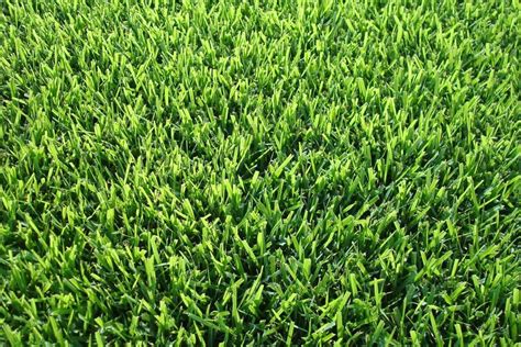 Delta Bluegrass Company Sod Products Landscape Architect 40 Off