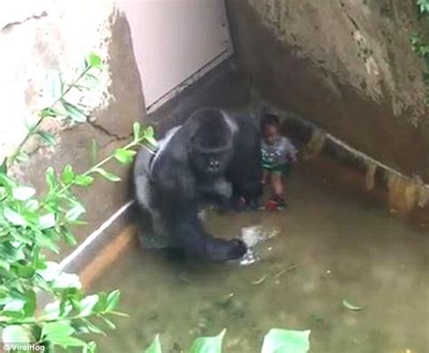 Row Erupts After Video Shows Harambe The Gorilla Guarding Boy At