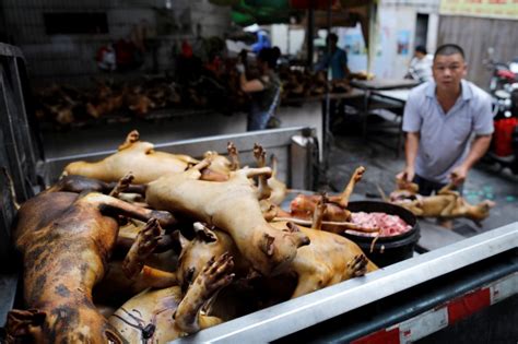 Home Of Chinas Dog Meat Festival Defiant Amid Outcry Sapeople