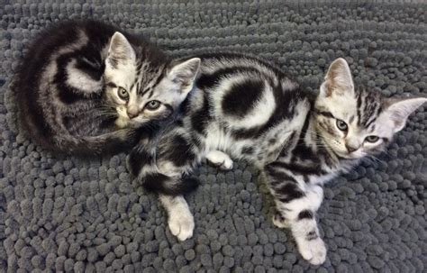 Two American Shorthair Silver Tabby Kittens 2017 Silver Shorthairs