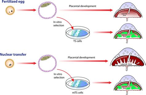 Placental Development And Ts Cell Derivation From Fertilized And