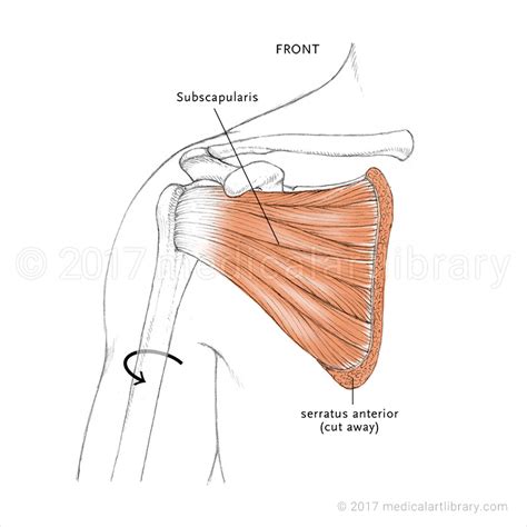 Rotator Cuff Subscapularis Muscle Medical Art Library