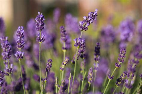How To Grow And Care For English Lavender