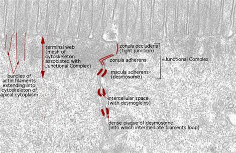 Hls Epithelial Tissue Surface Specializations And Glands Em