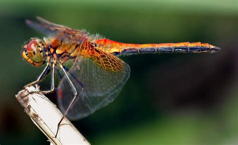 Gambar Binatang Capung