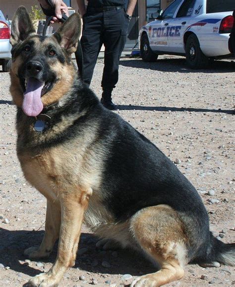Sasha Current K 9 On Duty In New Mexico Police Dogs Rescue Dogs Dogs