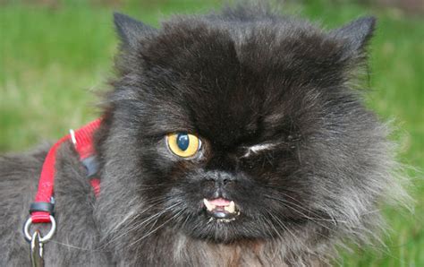 Brushing your cat's teeth may seem like a sisyphean pursuit, but sisyphus never had to deal with vet bills. The cat with one eye and abnormally large teeth named FANG ...