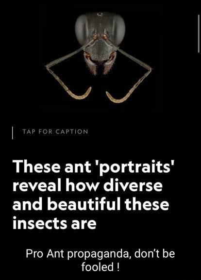 These Ant Portraits Reveal How Diverse And Beautiful These Insects