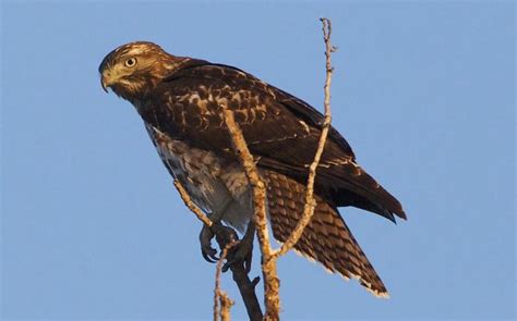 Red Tailed Hawk By Stephen Barnard Red Tailed Hawk Wildlife Photos