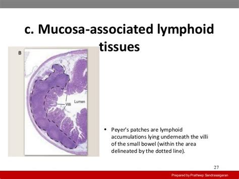 Primary And Secondary Lymphoid Organs