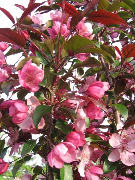 Gladiator Crabapple Pahls Market Apple Valley Mn