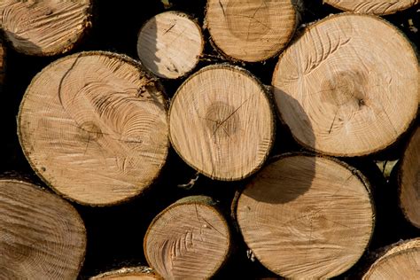 Wood Pile Free Photo Download Freeimages