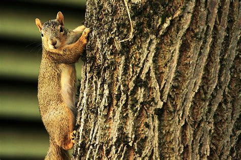 Hd Wallpaper Brown Squirrel Biting Nut While Crawling On Gray Tree