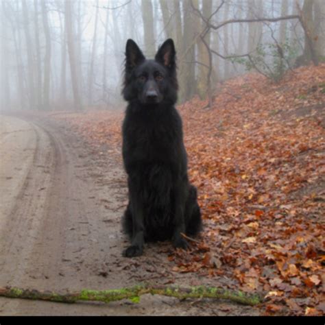 Black Wolfdog Wtf Is This I Want It Pets Pinterest