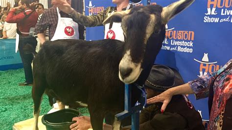 Photos Rodeos Celebrity Goat Milking Competition Abc13 Houston