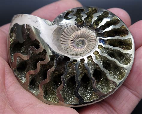Large 2 58 Inch Ammonite Replaced By Pyrite From The Volga River Area