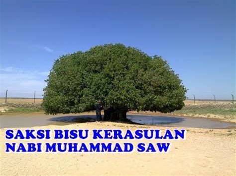 Pohon Sahabi Sahabat Nabi Yg Masih Hidup Sampai Sekarang Youtube