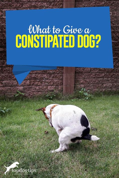 What To Give A Constipated Dog Constipated Dog Meds For Dogs Dog