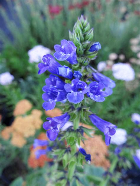 Wulfeniaamherstiana Blue Wolf Flower Plant With Purpose