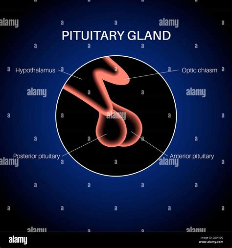 Pituitary Gland Anatomy Illustration Stock Photo Alamy
