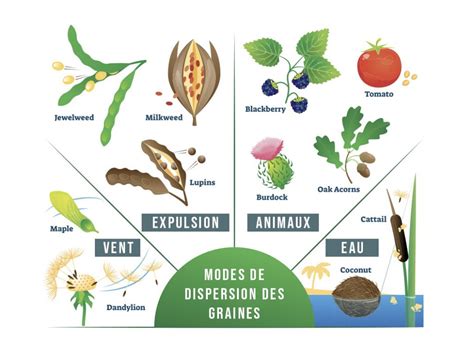 Mode De Dispersion Et De Diss Mination Des Graines Conservation Nature