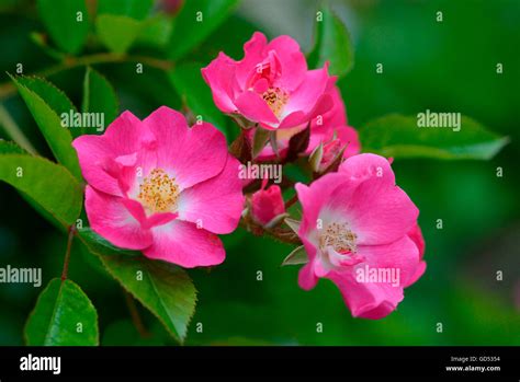 Rose Rosa Multiflora Var Adenochaeta Stock Photo Alamy