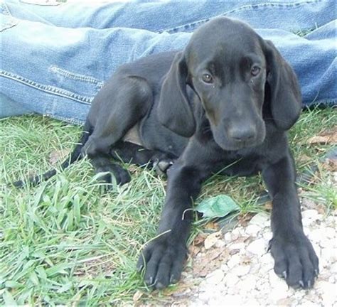 goldmaraner dog breed information  pictures