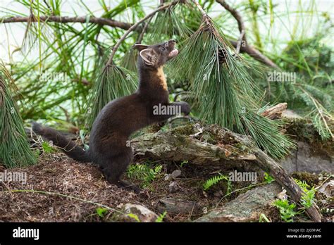 American Pine Marten Martes Americana Kit Stands Up On Back Legs