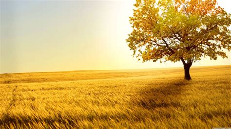 Lone Autumn Tree High Definition Wallpapers High Definition Backgrounds