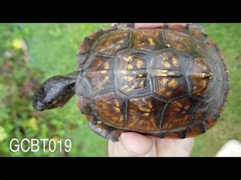 Have your outdoor or indoor enclosure set up. GCBT019 first entry Gulf Coast Box Turtle June 30 2017 ...
