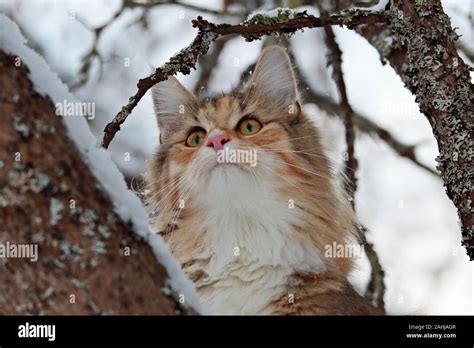 A Beautiful Tortoiseshell Norwegian Forest Cat High In A Snowy Maple