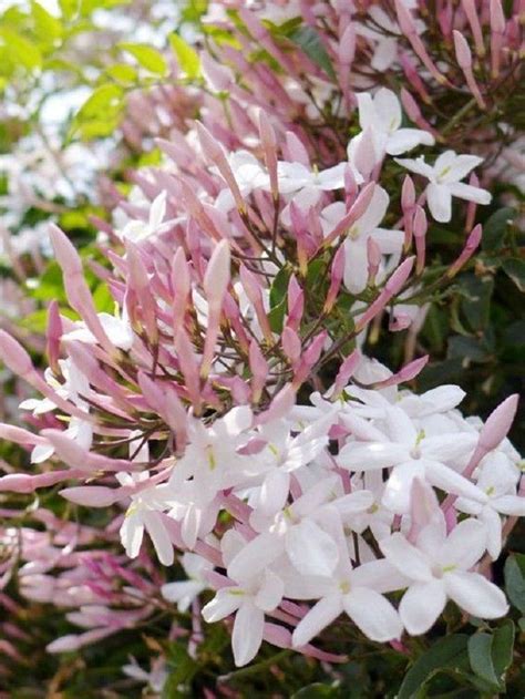 5 Queen Of The Night Jasmine Seeds Rare Tropical Fragrant Etsy