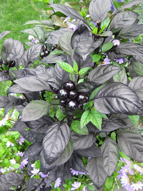 Rotary Botanical Gardens Hort Blog A Pepper Called Black Pearl