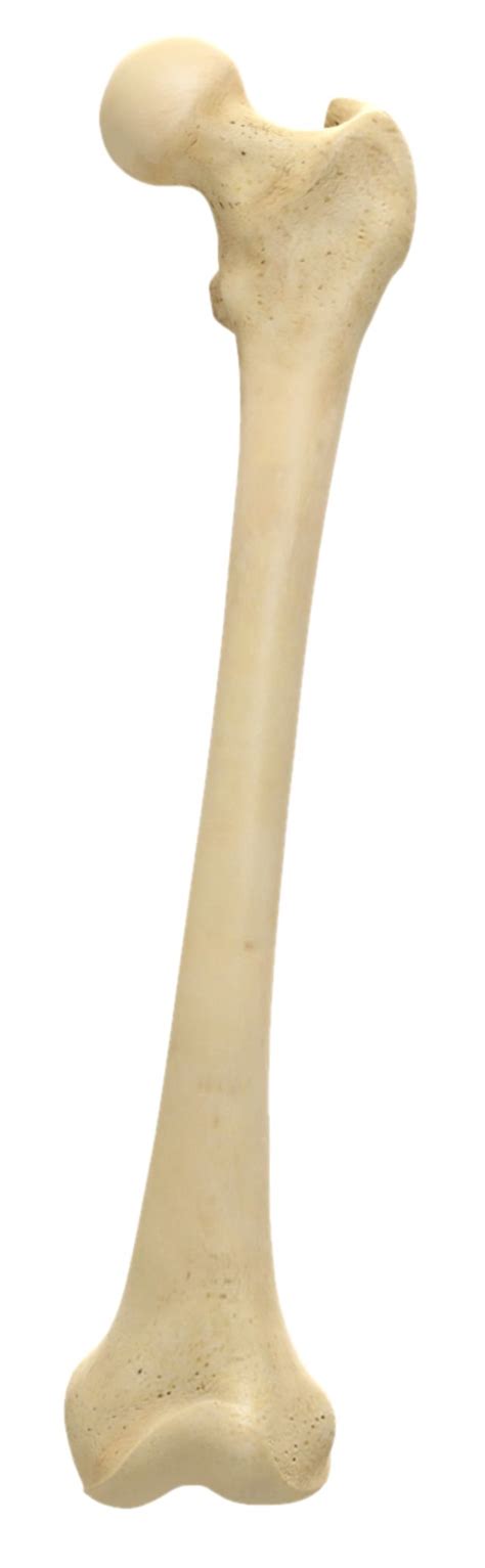 Different types of bones have differing shapes related to their particular the long bones , longer than they are wide, include the femur (the longest bone in the body) as well as relatively small bones in the fingers. Take the skeleton and bone quiz! quiz | Human Body lessons ...