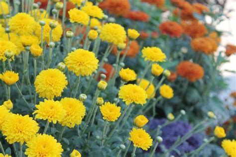 We Love Mixing Mums The Rust Color Makes A Great Background For The