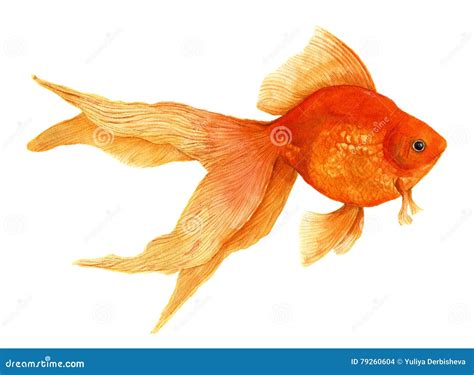 Goldfish Watercolor Artistic Realistic Illustration Stock Photo